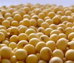 Soja porotos Soja porotos