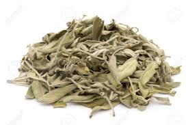 Salvia Salvia