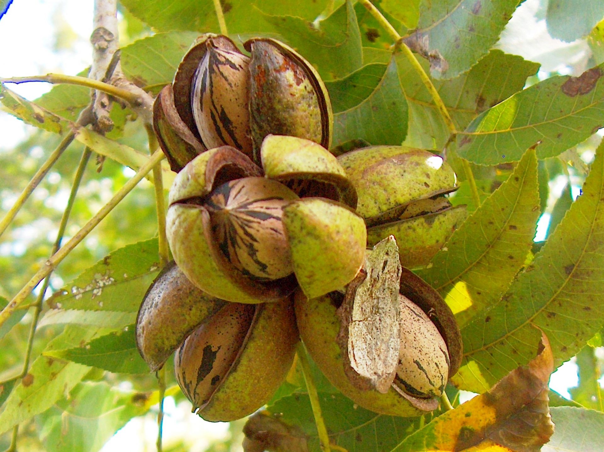 Nuevo Producto: Nueces Pecan